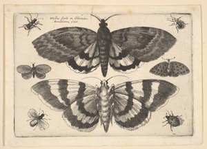 Dos polillas y seis insectos de Wenceslaus Hollar