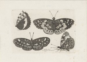 Vier Vlinders Insectos (título de la serie) Moscas escarabajo (título de la serie) de Wenceslaus Hollar