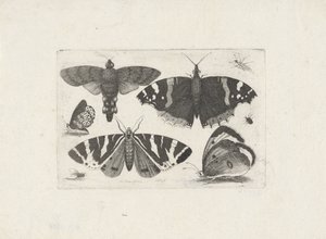 Cuatro mariposas, una polilla, dos escarabajos y una mosca de Wenceslaus Hollar