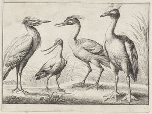 cuatro aves zancudas Aves diferentes (título de la serie) de Wenceslaus Hollar