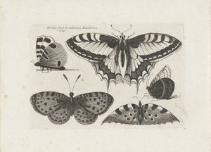 Cinco mariposas
Insectos (título de la serie)
Muscarum Scarabeorum (título de la serie) de Wenceslaus Hollar