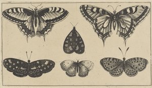 Cinco mariposas y una polilla Varios insectos (título de la serie) Diversae Insectorum (título de la serie) de Wenceslaus Hollar