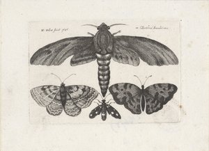 Mariposas y una polilla Insectos (título de la serie) Muscarum Scarabeorum (título de la serie) de Wenceslaus Hollar