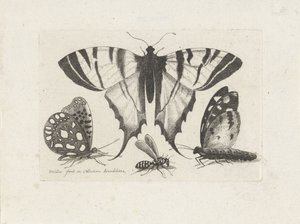 Mariposas y una avispa Insectos (título de la serie) Muscarum Scarabeorum (título de la serie)