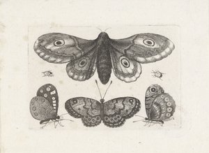 Mariposas, escarabajos y una polilla Insectos (título de la serie) Muscarum Scarabeorum (título de la serie) de Wenceslaus Hollar