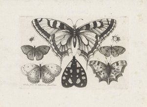 Mariposas, escarabajos y una polilla Insectos (título de la serie) Muscarum Scarabeorum (título de la serie) de Wenceslaus Hollar