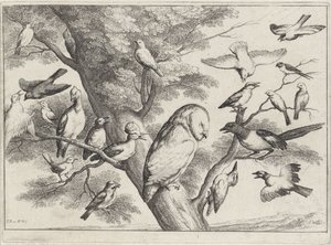 pájaros en un árbol Aves diferentes (título de la serie) de Wenceslaus Hollar