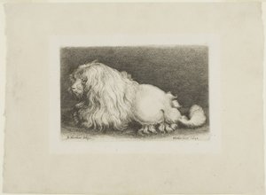 Perro blanco