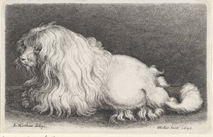 Perro blanco