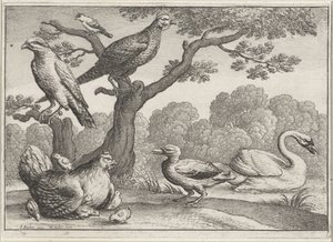 Cisne, pollo con pollitos y otras aves. Aves diferentes (título de la serie) de Wenceslaus Hollar