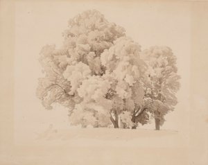 Grupo de árboles frondosos de Werner Holmberg