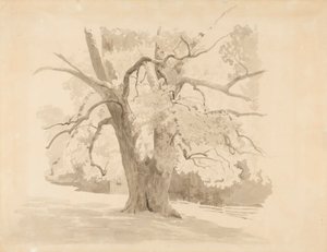 Parte inferior de madera dura antigua de Werner Holmberg