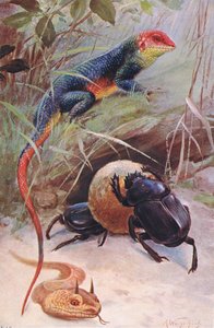 Agama, Víbora Cornuda y Escarabajo Sagrado, ilustración de Fauna del Mundo, c.1910 de Wilhelm Kuhnert