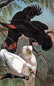 Cacatúa de Banks, c.1910 (ilustración) de Wilhelm Kuhnert