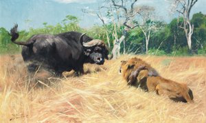 Búfalo y león antes de la pelea