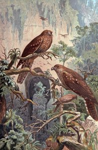 Cueva Guacharo, c.1910 (ilustración) de Wilhelm Kuhnert