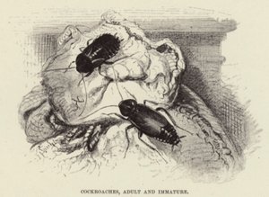 Cucarachas, adultas e inmaduras de Wilhelm Kuhnert