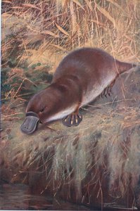 Ornitorrinco, ilustración de Fauna del Mundo, c.1910