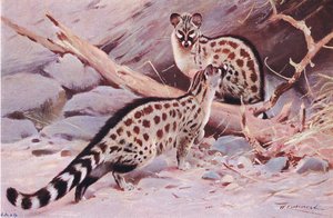 Gineta de Dungola, ilustración de Fauna del Mundo, c.1910 de Wilhelm Kuhnert