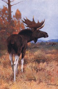 Alce o ciervo, de Fauna del Mundo publicado por Frederick Warne & Co, c.1900 de Wilhelm Kuhnert