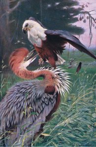 Garza Gigante y Águila Marina, ilustración de Fauna del Mundo, c.1910 de Wilhelm Kuhnert