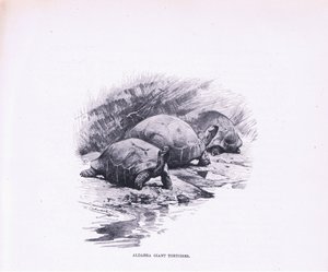 Tortugas Gigantes, ilustración de Fauna del Mundo, c.1910 de Wilhelm Kuhnert
