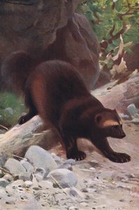 Glotón o carcayú, de Fauna del Mundo publicado por Frederick Warne & Co, c.1900 de Wilhelm Kuhnert