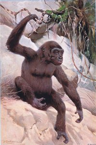 Gorila, ilustración de Fauna del Mundo, c.1910 de Wilhelm Kuhnert