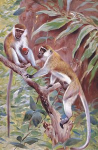 Mono Verde, ilustración de Fauna del Mundo, c.1910 de Wilhelm Kuhnert