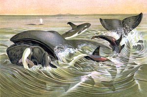 Ballenas de Groenlandia de Wilhelm Kuhnert