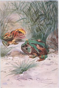 Rana cornuda, de Fauna del Mundo publicado por Frederick Warne & Co, c.1900 de Wilhelm Kuhnert