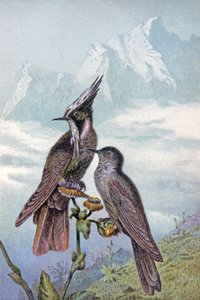 Máscara de colibrí, c.1910 (ilustración)