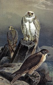 Halcón de caza, c.1910 (ilustración)
