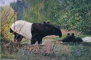 Tapir indio, de Fauna del Mundo publicado por Frederick Warne & Co, c.1900 de Wilhelm Kuhnert