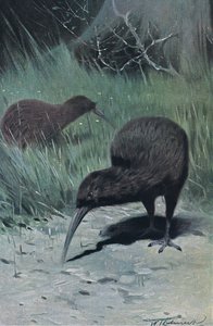 Kiwi, ilustración de Fauna del Mundo, c.1910 de Wilhelm Kuhnert