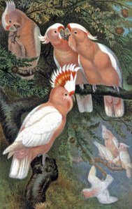 Cacatúa de Leadbeater, c.1910 (ilustración)