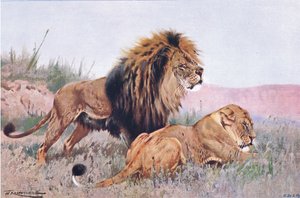 León y Leona, ilustración de Fauna del Mundo, c.1910