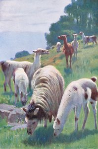 Llama, de Fauna del Mundo publicado por Frederick Warne & Co, c.1900 de Wilhelm Kuhnert