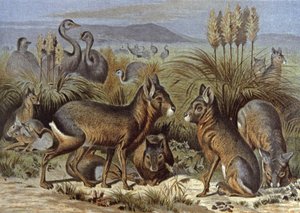 Mara o Patagonia Liebre de Wilhelm Kuhnert