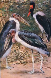 Marabú y Jabirú, ilustración de Fauna del Mundo, c.1910