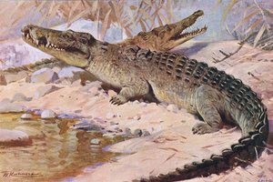 Cocodrilo del Nilo, ilustración de Fauna del Mundo, c.1910