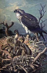 Osprey, c.1910 (ilustración) de Wilhelm Kuhnert