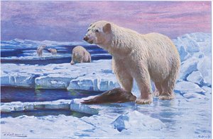 Oso polar, de Fauna del Mundo publicado por Frederick Warne & Co, c.1900 de Wilhelm Kuhnert