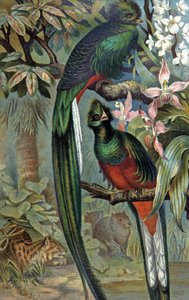Quetzal resplandeciente, c.1910 (ilustración) de Wilhelm Kuhnert