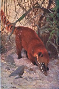 Coatí rojo, de Fauna del Mundo publicado por Frederick Warne & Co, c.1900 de Wilhelm Kuhnert