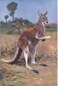 Canguro Rojo, ilustración de Fauna del Mundo, c.1910 de Wilhelm Kuhnert