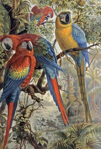 Cotorras rojas, c.1910 (ilustración) de Wilhelm Kuhnert