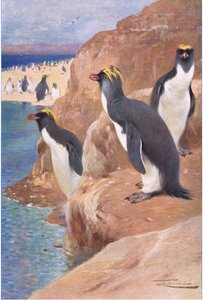 Pingüino de Roca, ilustración de Fauna del Mundo, c.1910
