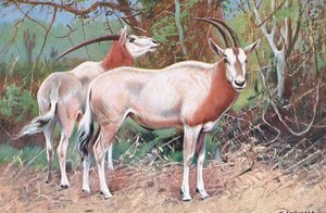 Antílope Sable, ilustración de Fauna del Mundo, c.1910 de Wilhelm Kuhnert