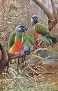 Loro Senegalés, ilustración de Fauna del Mundo, c.1910